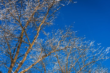 Frozen trees and white frosty branches beautiful winter on bright blue sky background