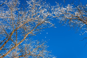 Frozen trees and white frosty branches beautiful winter on bright blue sky background