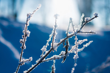 Hoarfrost frozen branches of frosty tree or plant beautiful winter landscape on blue background
