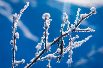 Hoarfrost frozen branches of frosty tree or plant beautiful winter landscape on blue background