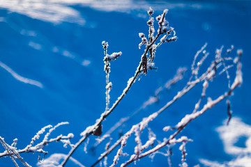 Hoarfrost frozen branches of frosty tree or plant beautiful winter landscape on blue background