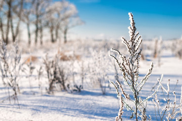 Beautiful winter landscape with white forest covered with snow, frozen trees, branches and plants, horizontal winter outdoor, no people, selective focus