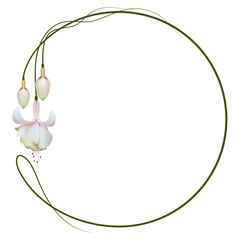 Realistic Fuchsia, circle frame. Symbol of creativity.