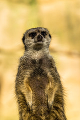 Fototapeta premium Alert meerkat ,Suricata suricatta, standing on guard