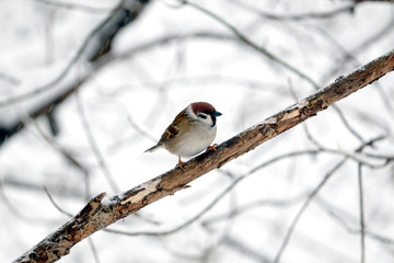 Alone small sparrow sits on frozen tree branch in snowy winter forest