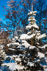 Beautiful winter landscape with white forest pine trees, spruce and christmas tree covered with snow, frozen trees, branches and plants, horizontal winter outdoor, no people, selective focus