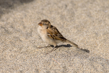 Young juvenile sparrow sunbathing and soaking up the sun