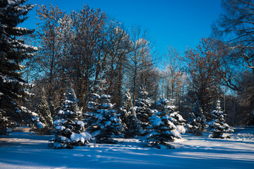 Beautiful winter landscape with white forest pine trees, spruce and christmas tree covered with snow, frozen trees, branches and plants, horizontal winter outdoor, no people, selective focus