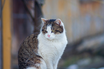 sitting cat outside in winter