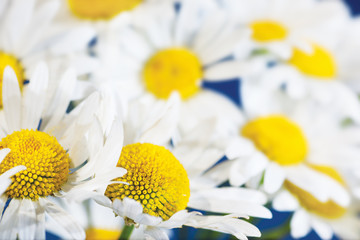 Chamomile among flowers