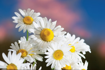 Obraz premium Chamomile among flowers