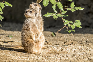 Alert meerkat ,Suricata suricatta, standing on guard