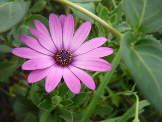 Obraz premium Admire the beauty of the flowers, in all their splendor gardens, roses, orchids, violets, daisies, petals and green a rainbow of colors gift of nature. 