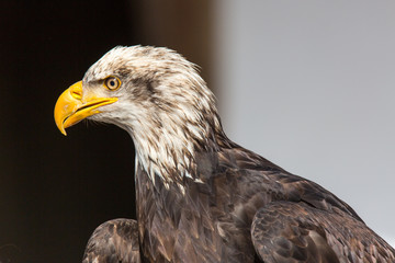 Portrait Weißkopfseeadler 