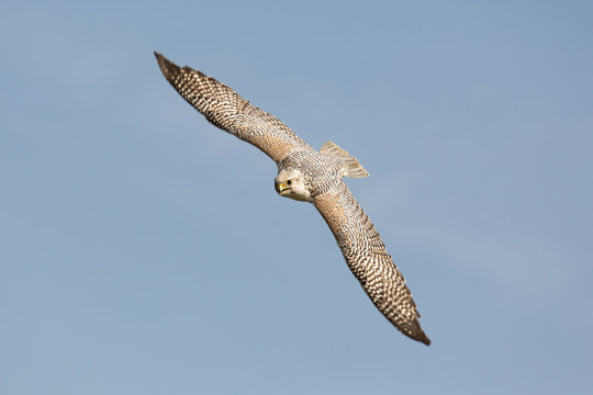 Gerfalke im Flug
