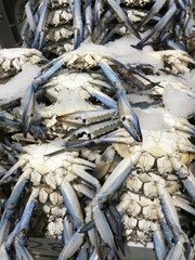 Frozen fresh crab with shredded ice at the market.