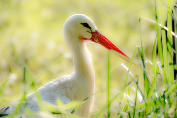 Storch