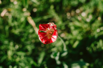 flower, poppy, red, nature, green, summer, garden, field, plant, flowers, beauty, spring, macro, flora, wild, poppies, meadow, hibiscus, grass, bloom, blossom, floral, petal, color