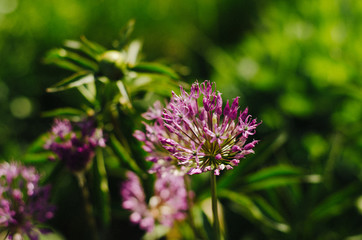 flower, nature, purple, plant, garden, green, allium, flora, pink, summer, bloom, spring, onion, flowers, blossom, macro, field, clover, herb, botany, close-up, closeup, beauty, wild, natural