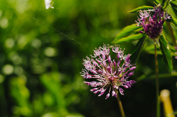 flower, nature, purple, plant, green, garden, flowers, macro, summer, spring, pink, allium, onion, flora, thistle, blossom, bloom, wild, close-up, clover, garlic, bee, violet, closeup, grass