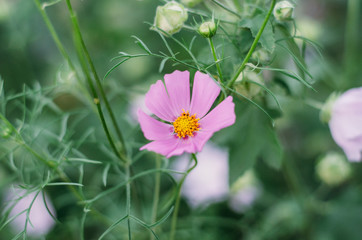 flower, pink, nature, purple, plant, green, flora, flowers, macro, summer, garden, spring, bloom, cosmos, petal, yellow, floral, blossom, close-up, beauty, color, petals, bright, wild, plants