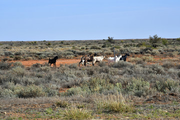 Australia, South Australia, Goats