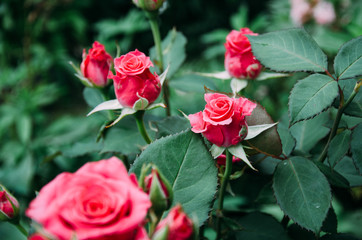 rose, flower, red, pink, love, nature, flowers, garden, beauty, bouquet, green, plant, valentine, blossom, flora, petal, isolated, leaf, floral, petals, bud, roses, bloom, romance, leaves