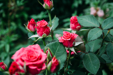 rose, flower, red, pink, nature, garden, love, flowers, beauty, bouquet, blossom, roses, plant, green, valentine, petal, leaf, romance, floral, bloom, flora, white, summer, gift, romantic