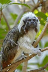 Cotton-top tamarin monkey