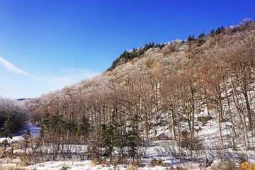 Fototapeta na wymiar Crystal thaw or ice storm or freezing rain in Pinkham Notch New Hampshire near Mount Washington