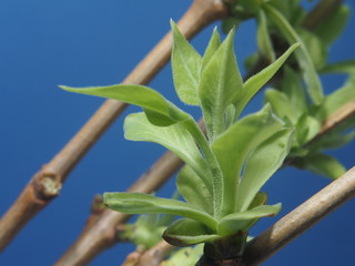 Young blooming leaves of the tree. Young shoots in the spring. Photo on a blue background.