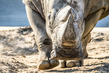 Obraz premium Head portrait of Rhino on the sand