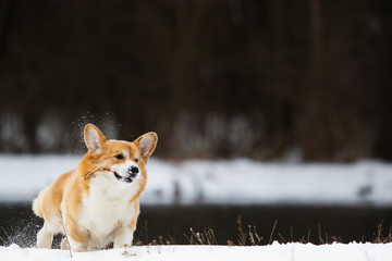 Naklejka na ściany i meble dog in the winter park