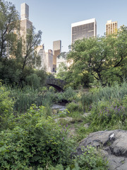 Fototapeta premium Gapstow bridge Central Park, New York City