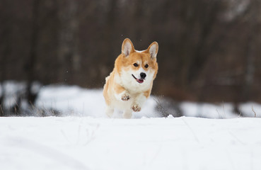 dog in the winter park