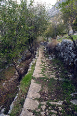 old trail in the mountains forest