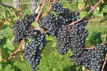 Weintrauben