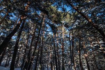Snow forest in mountains of Cercedilla, near Madrid, Spain