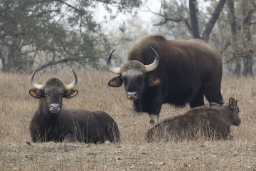 family of gaurs or Indian bison who rests on a small forest glade