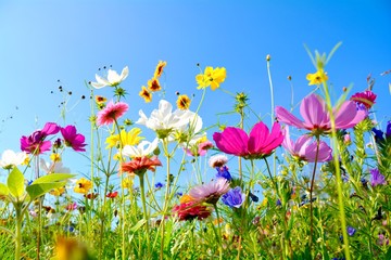 Grußkarte - bunte Blumenwiese - Sommerblumen - obrazy, fototapety, plakaty