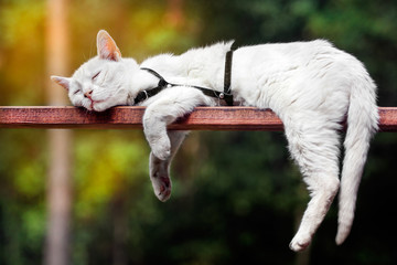 Śpiący biały kot - obrazy, fototapety, plakaty