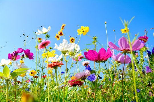 Grußkarte - bunte Blumenwiese - Sommerblumen