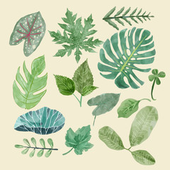 Fototapeta na wymiar Botanical clipart Set of Green leaves, tropical plants.