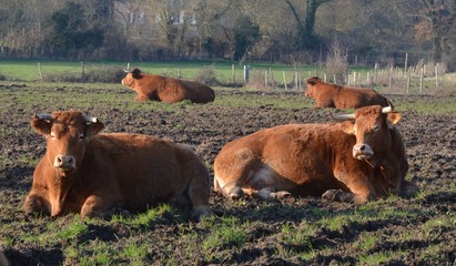 Vaches de race Limousine, en France