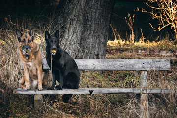 Two dogs sitting on a bench, german shepherd