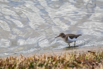 Spotted Sandpiper!