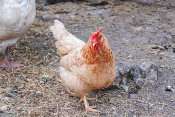 Chicken in the yard on the ground grain