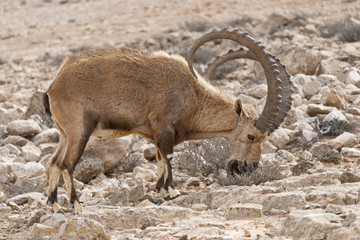 male Arabian ibex in natural surroundings eating scrub