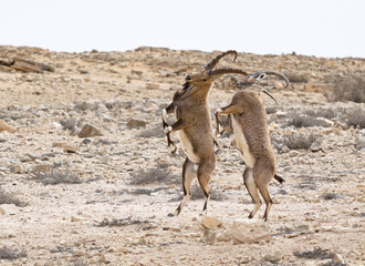 male Arabian ibex sparring in natural surroundings
