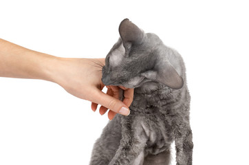 Oriental shorthair cat sitting and biting hand, gray animal pet, domestic kitty, purebred Cornish Rex. Isolated on white background